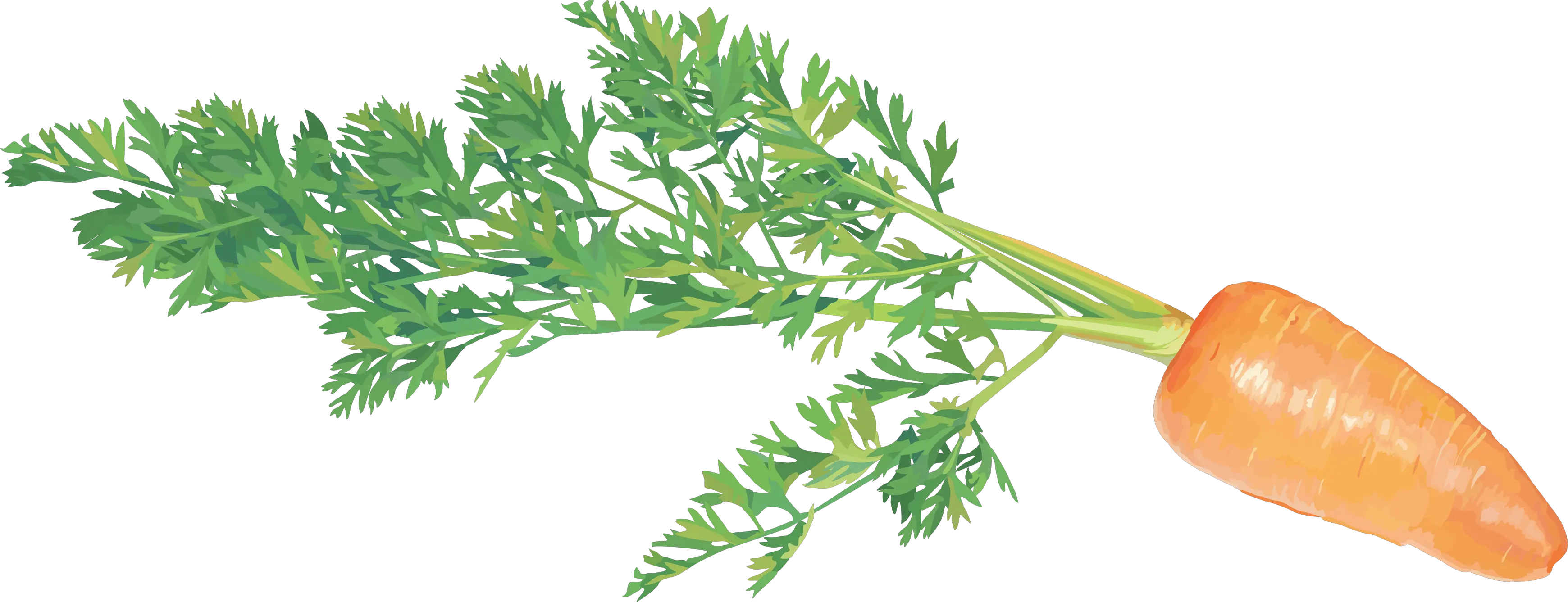 Carrot PNG image