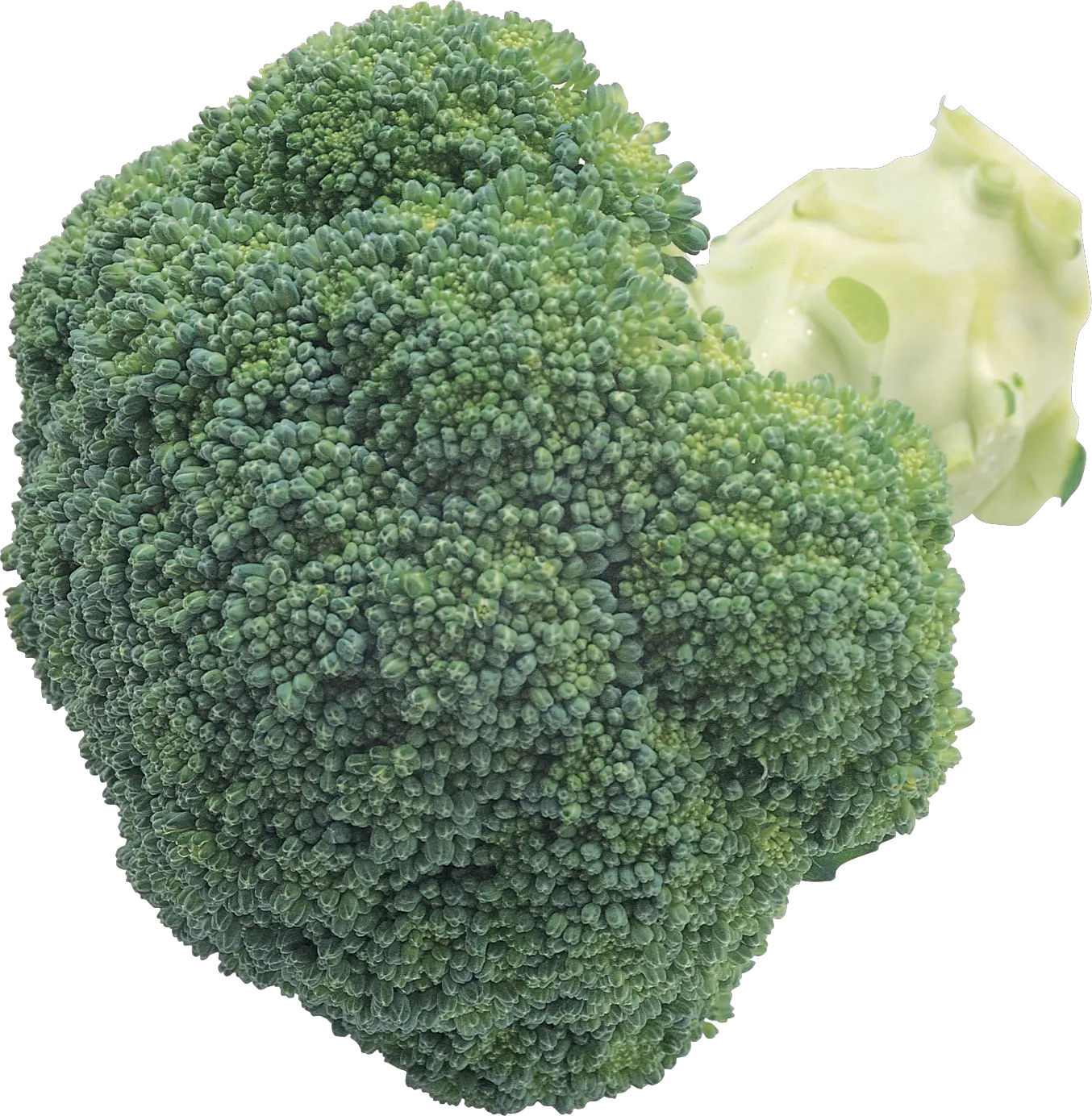 Broccoli PNG image