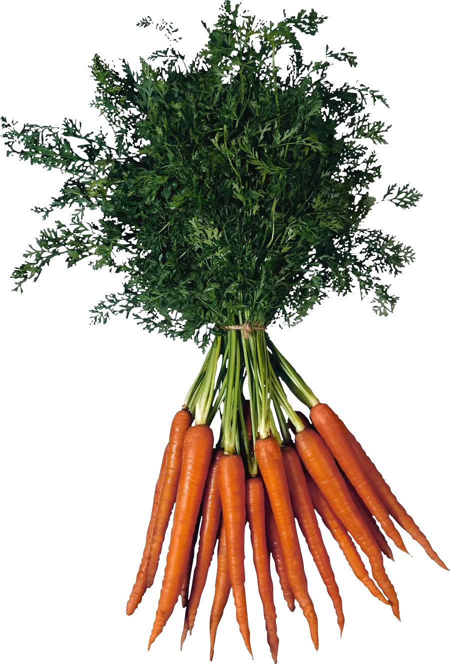 Carrot PNG image