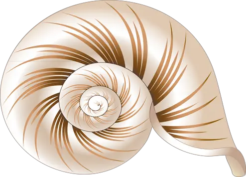 Seashell PNG