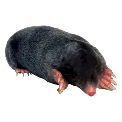 Mole PNG