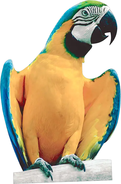 Parrot PNG image