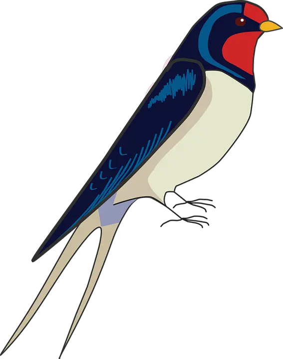 Swallow PNG