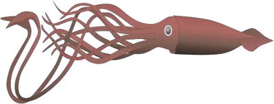 Squid PNG