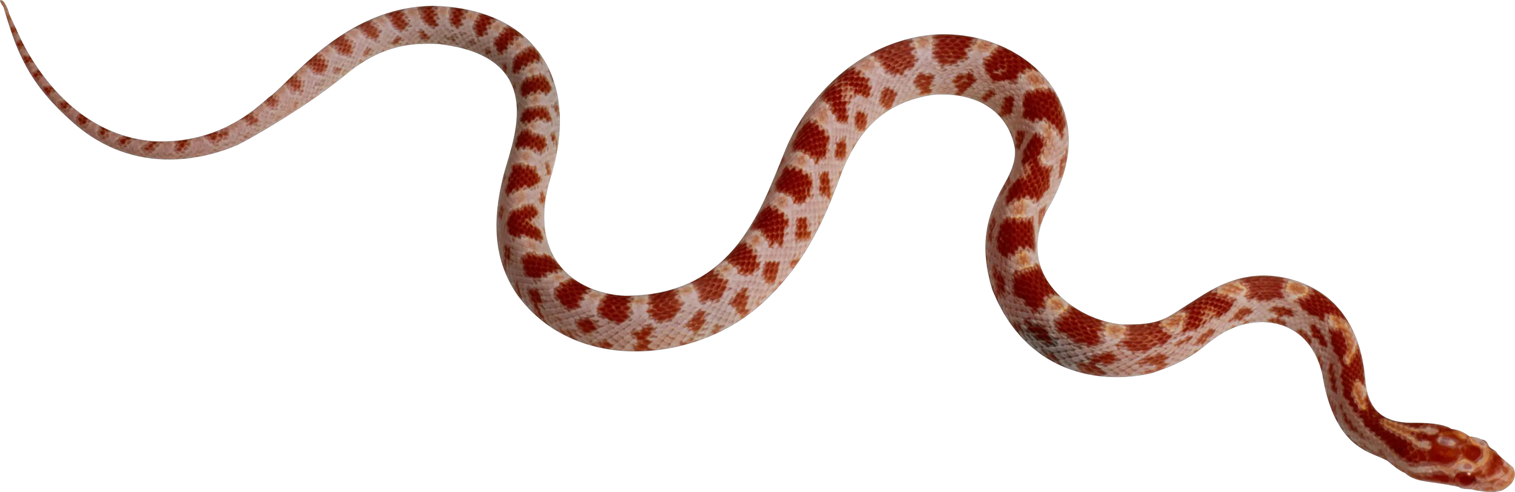 Snake PNG image picture download free