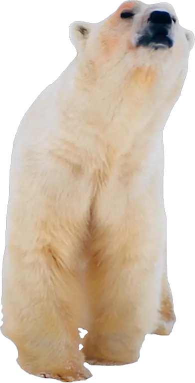 Polar white bear PNG