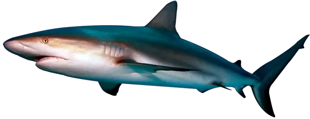 Shark PNG