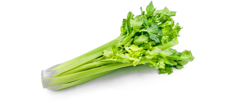 Celery PNG