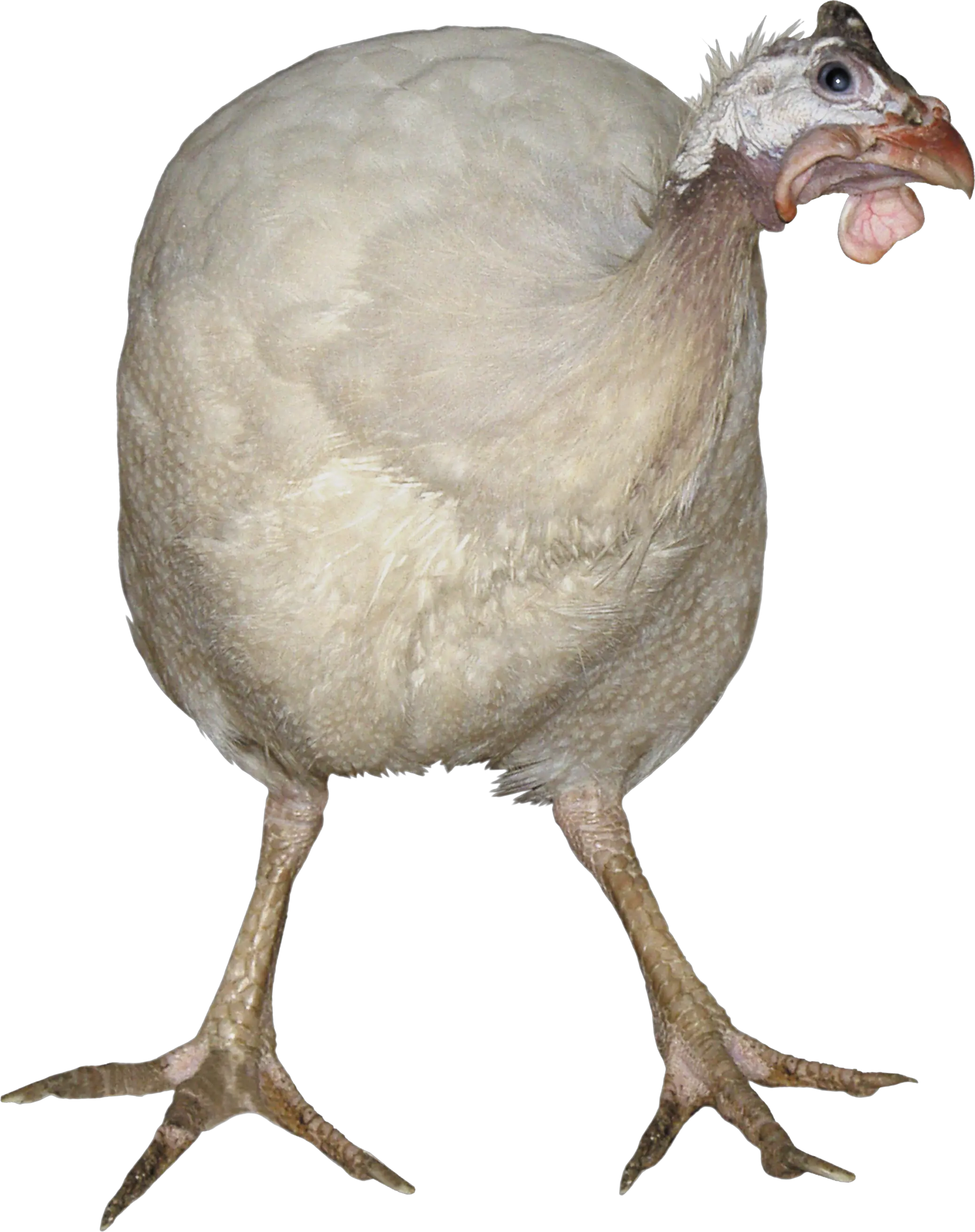 Turkey bird PNG