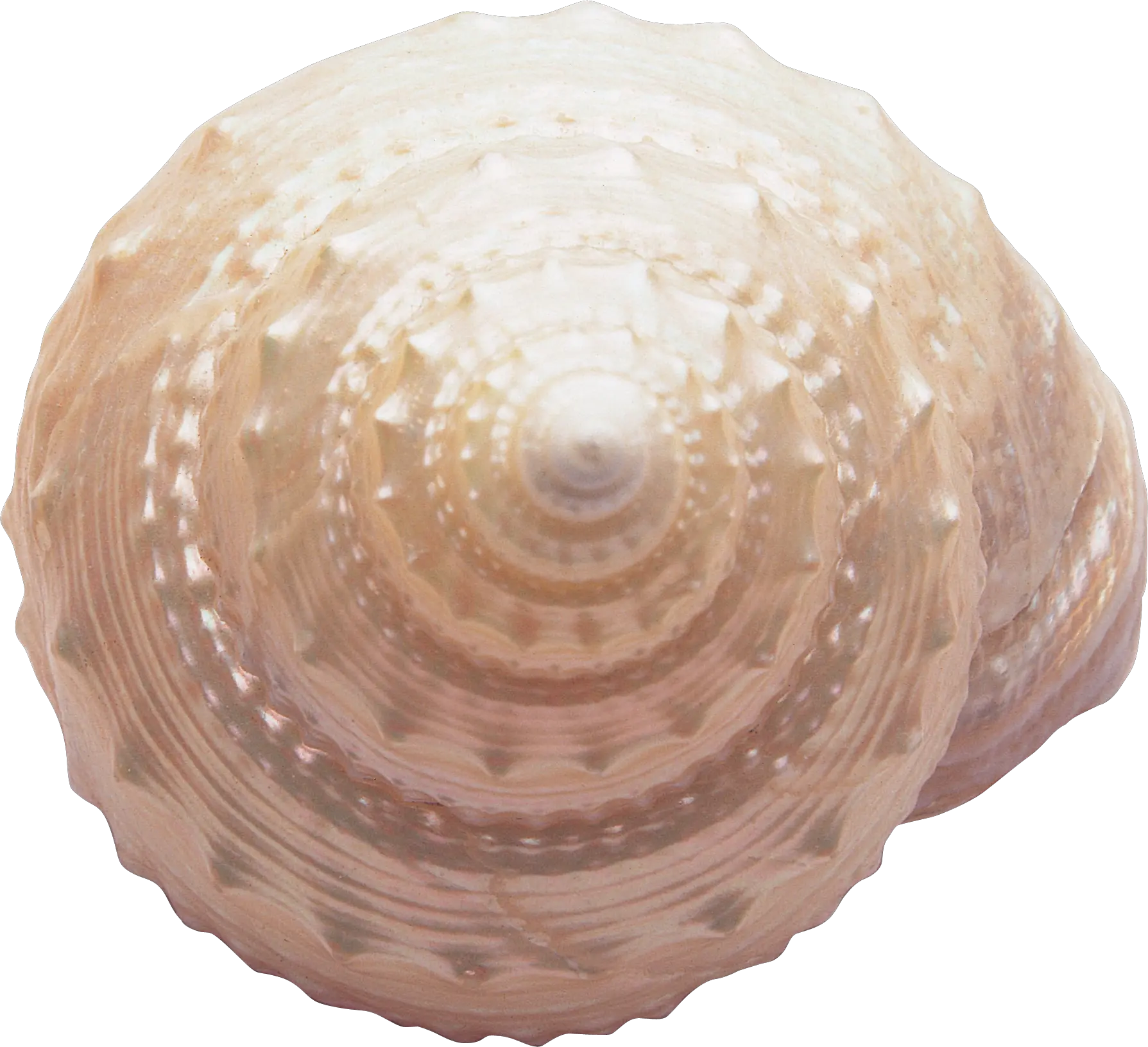 Seashell PNG