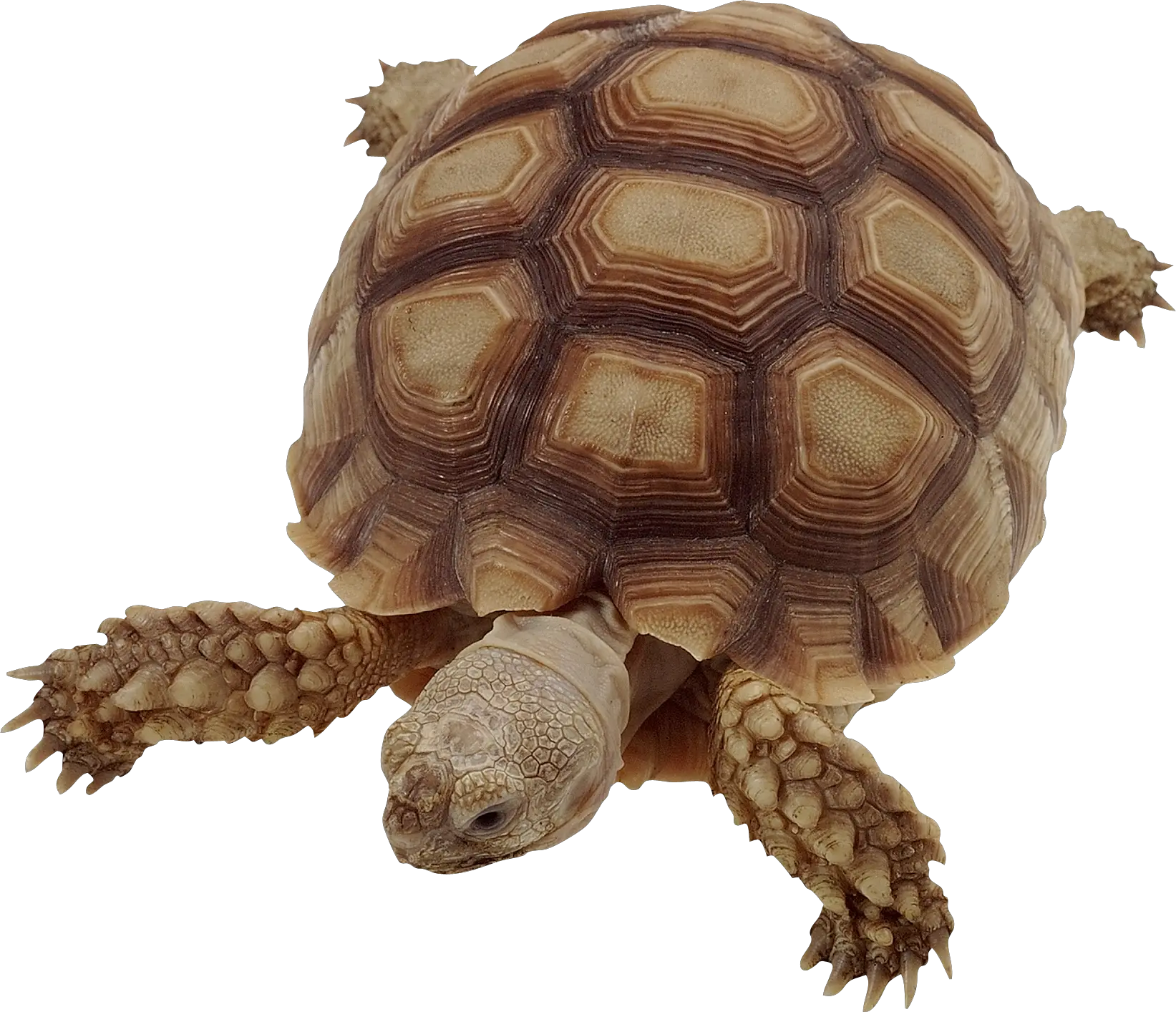 Turtle PNG