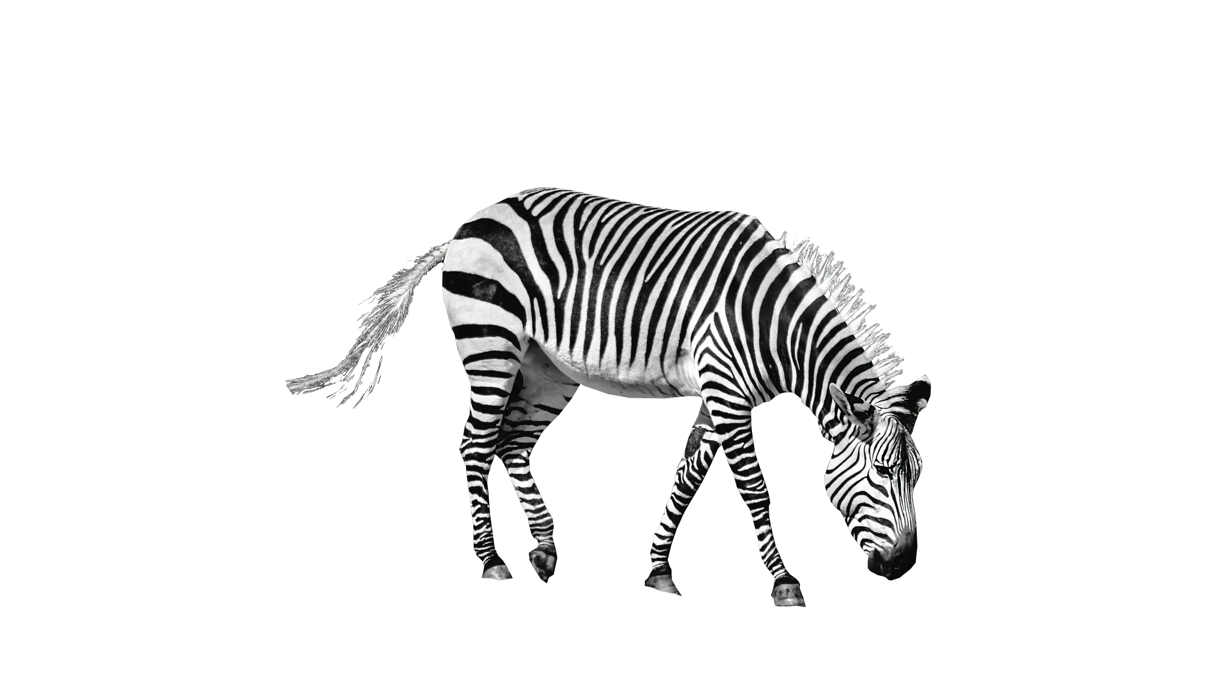 Zebra PNG image