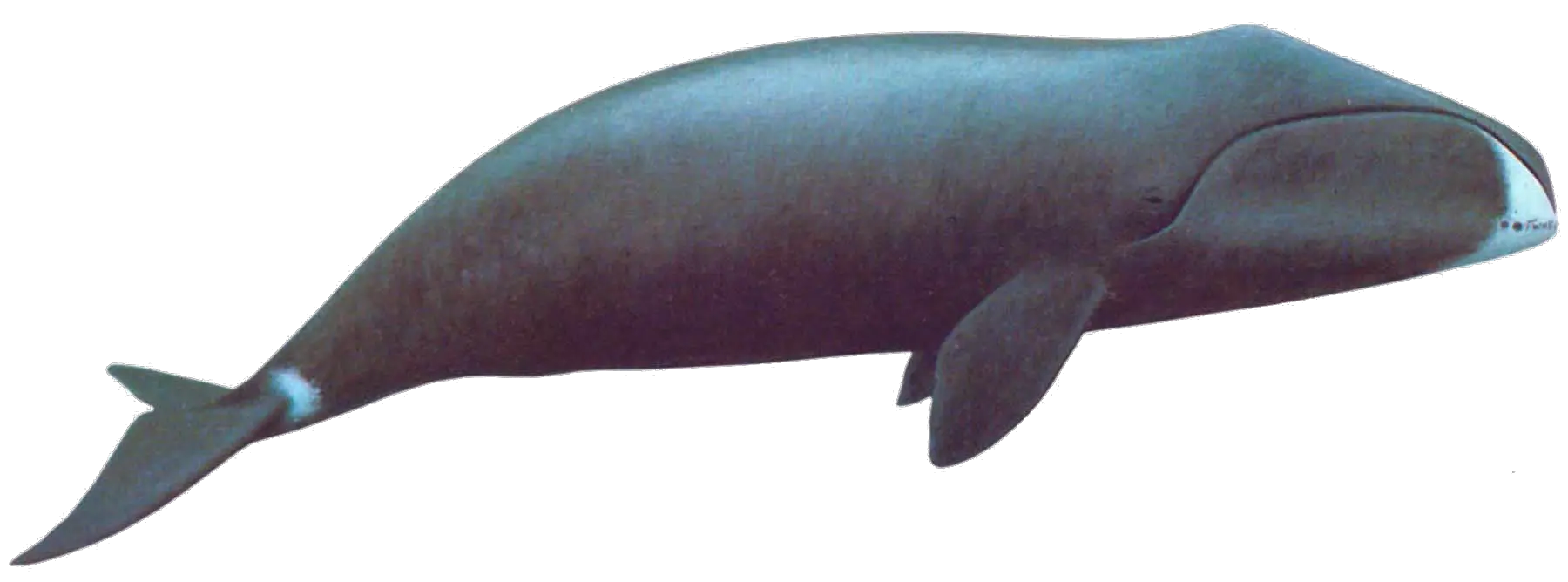 Whale PNG