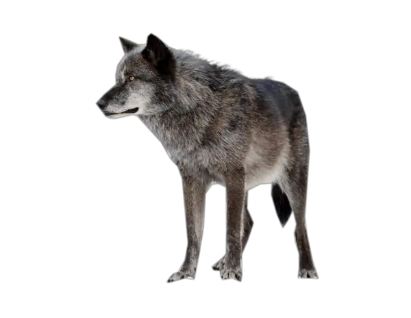 Wolf PNG