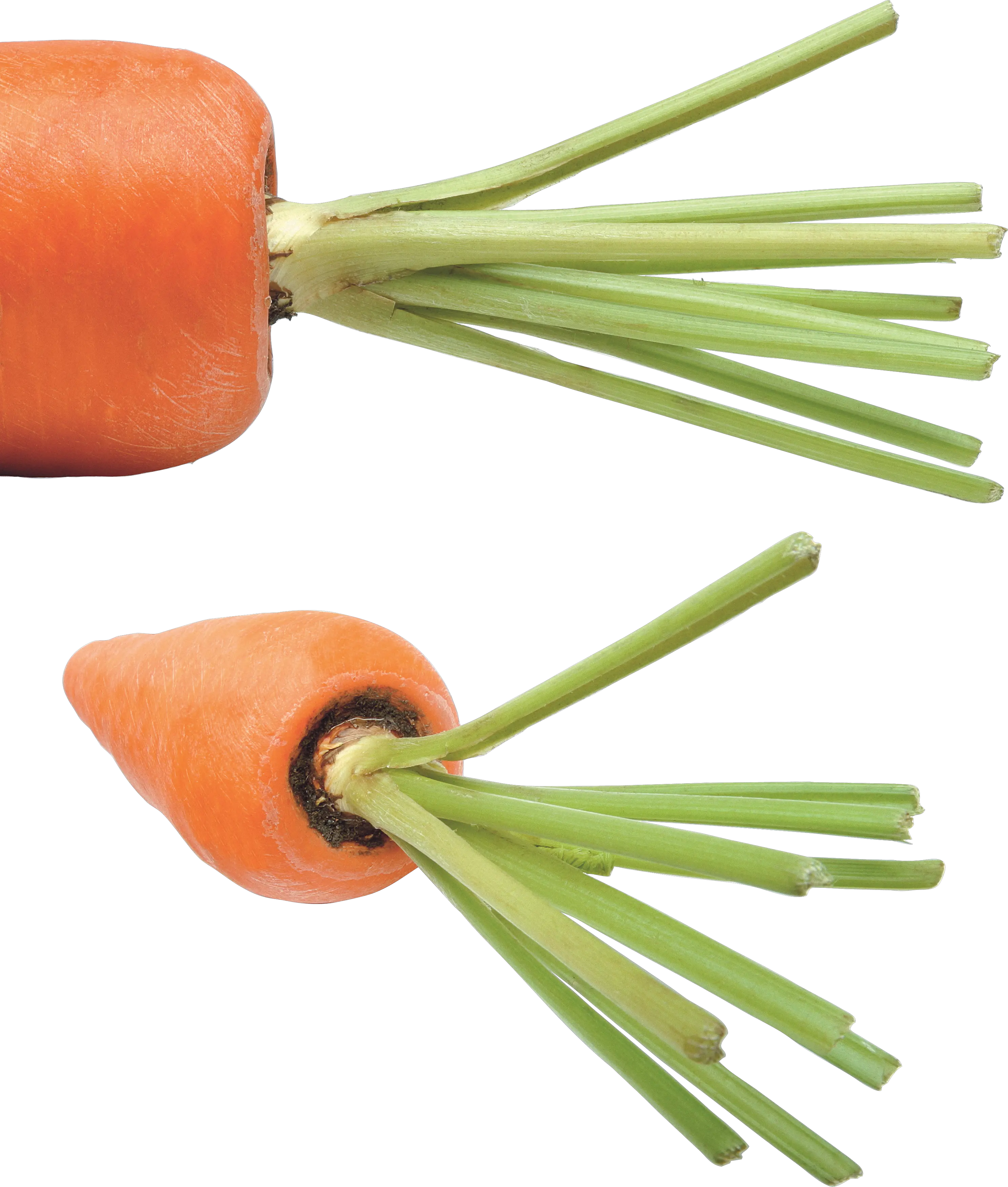 Carrot PNG image
