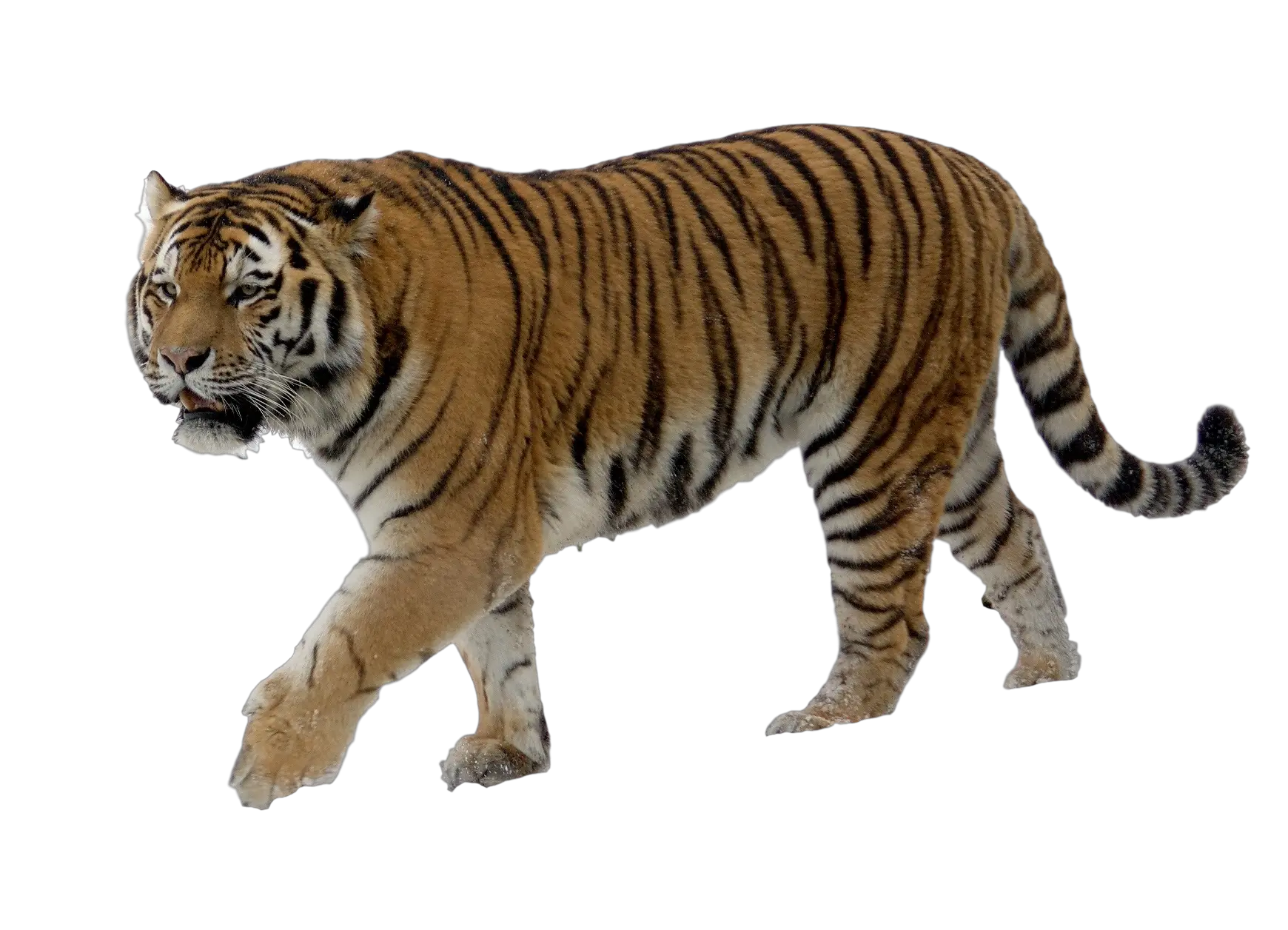 Tiger PNG