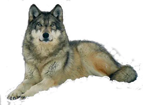 Wolf PNG