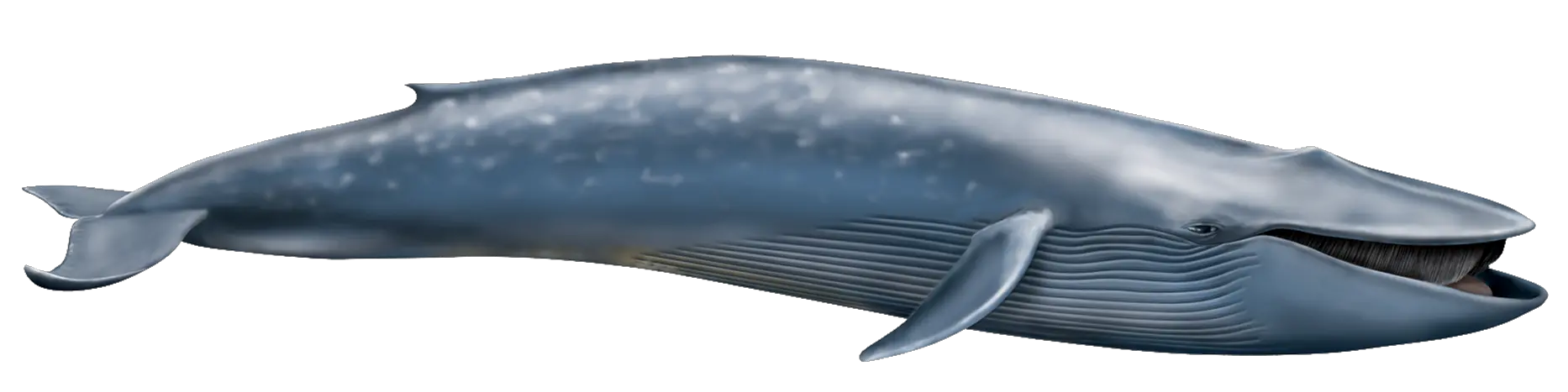 Whale PNG