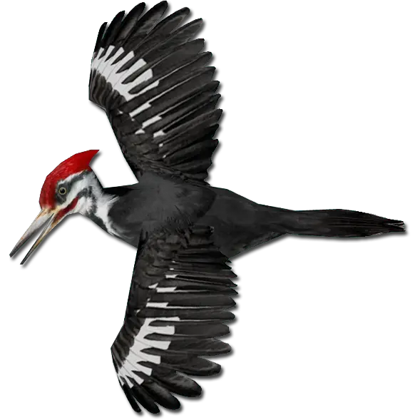 Woodpecker PNG