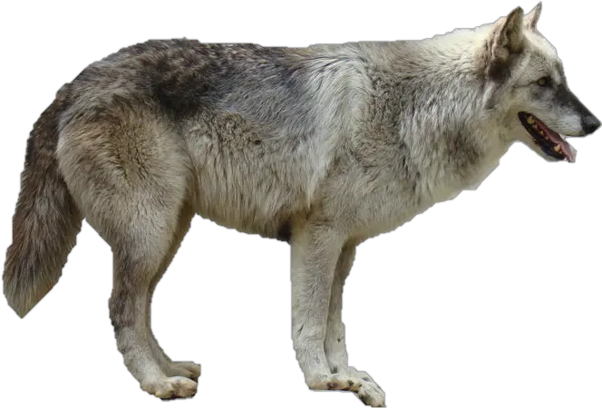 Wolf PNG