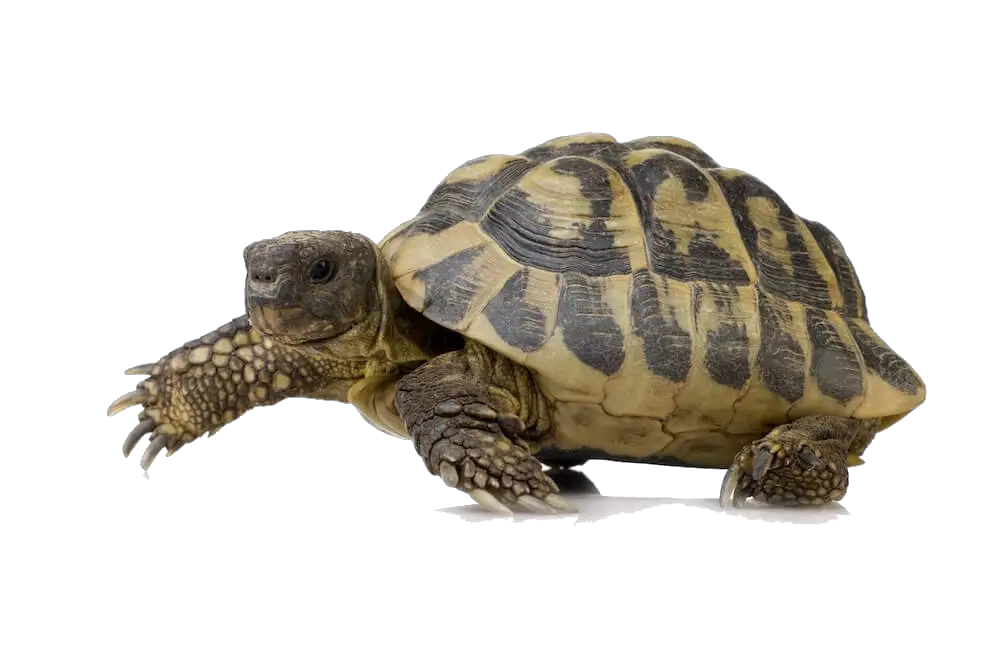 Turtle PNG