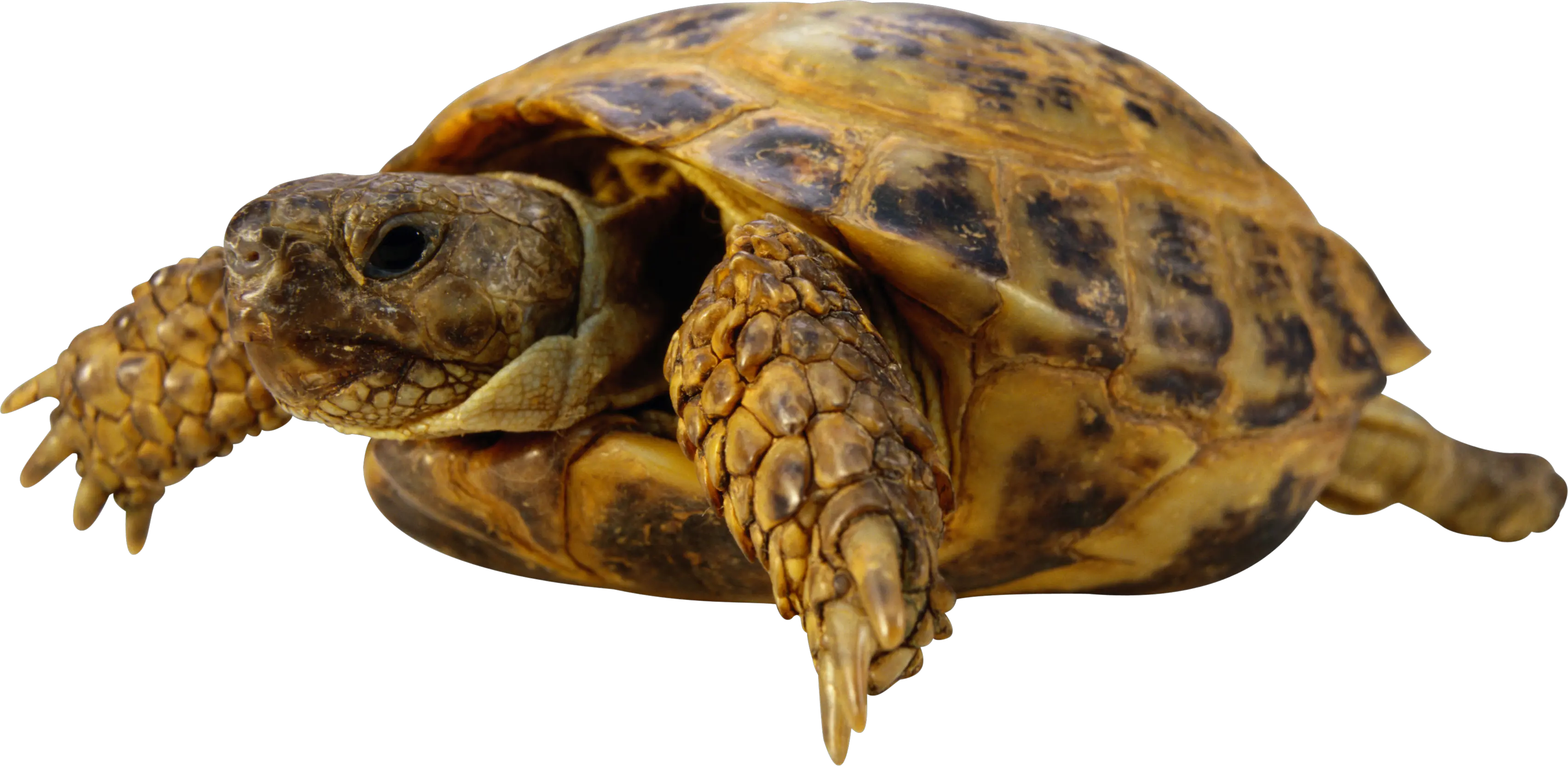 Turtle PNG