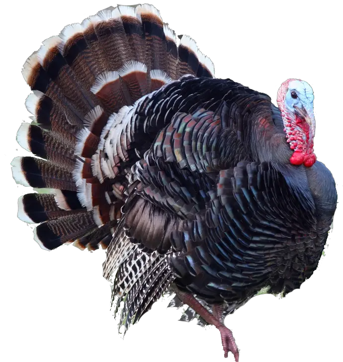 Turkey bird PNG