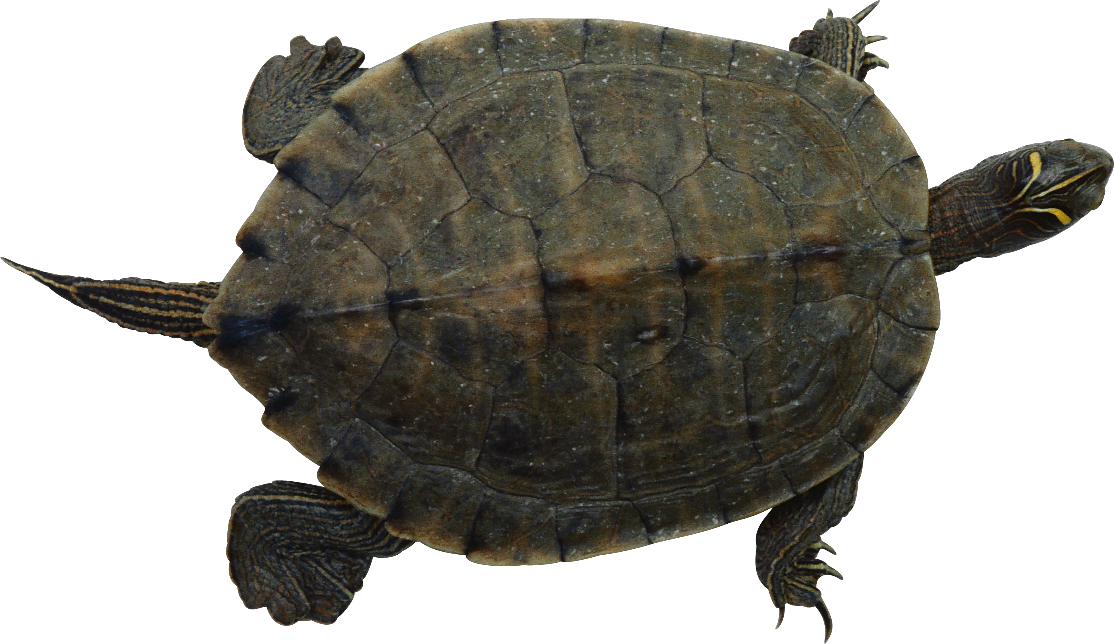 Turtle PNG