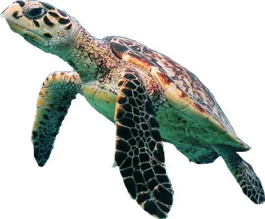 Turtle PNG