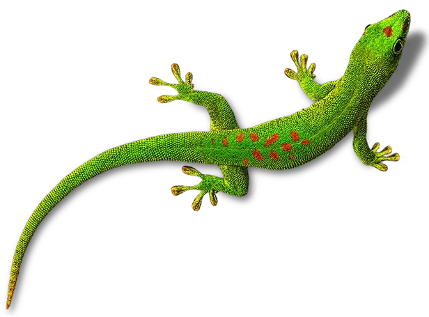 Gecko PNG