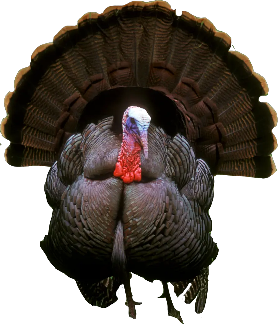 Turkey bird PNG