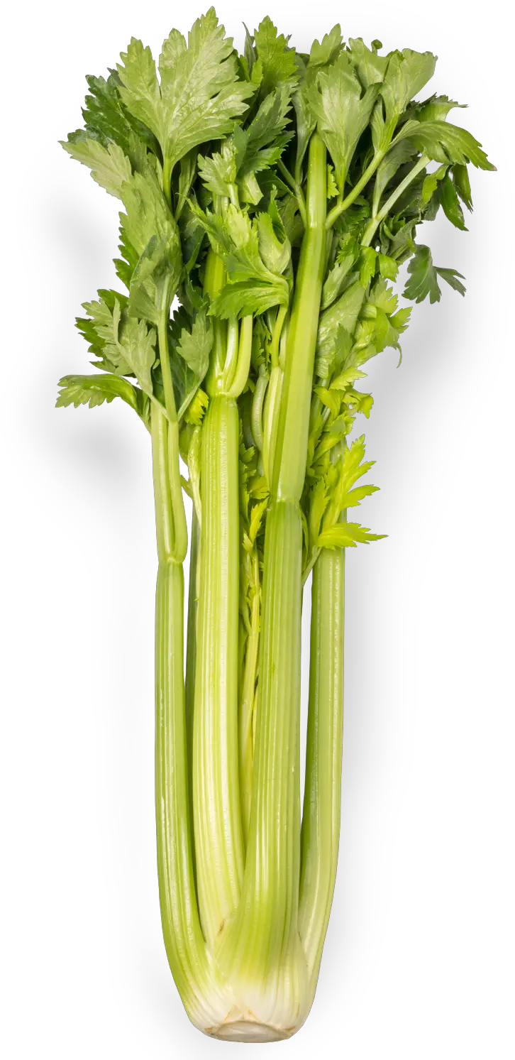 Celery PNG