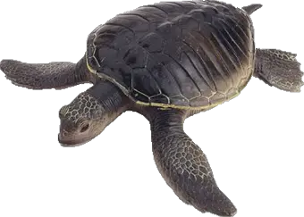 Turtle PNG