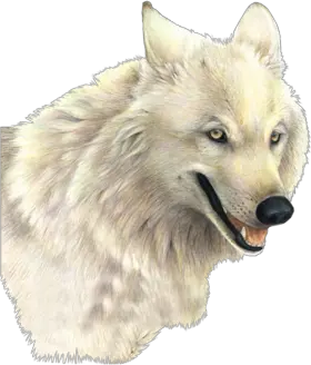 Wolf PNG