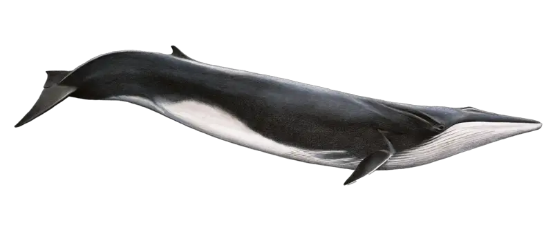 Whale PNG