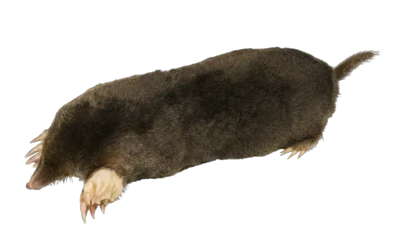 Mole PNG