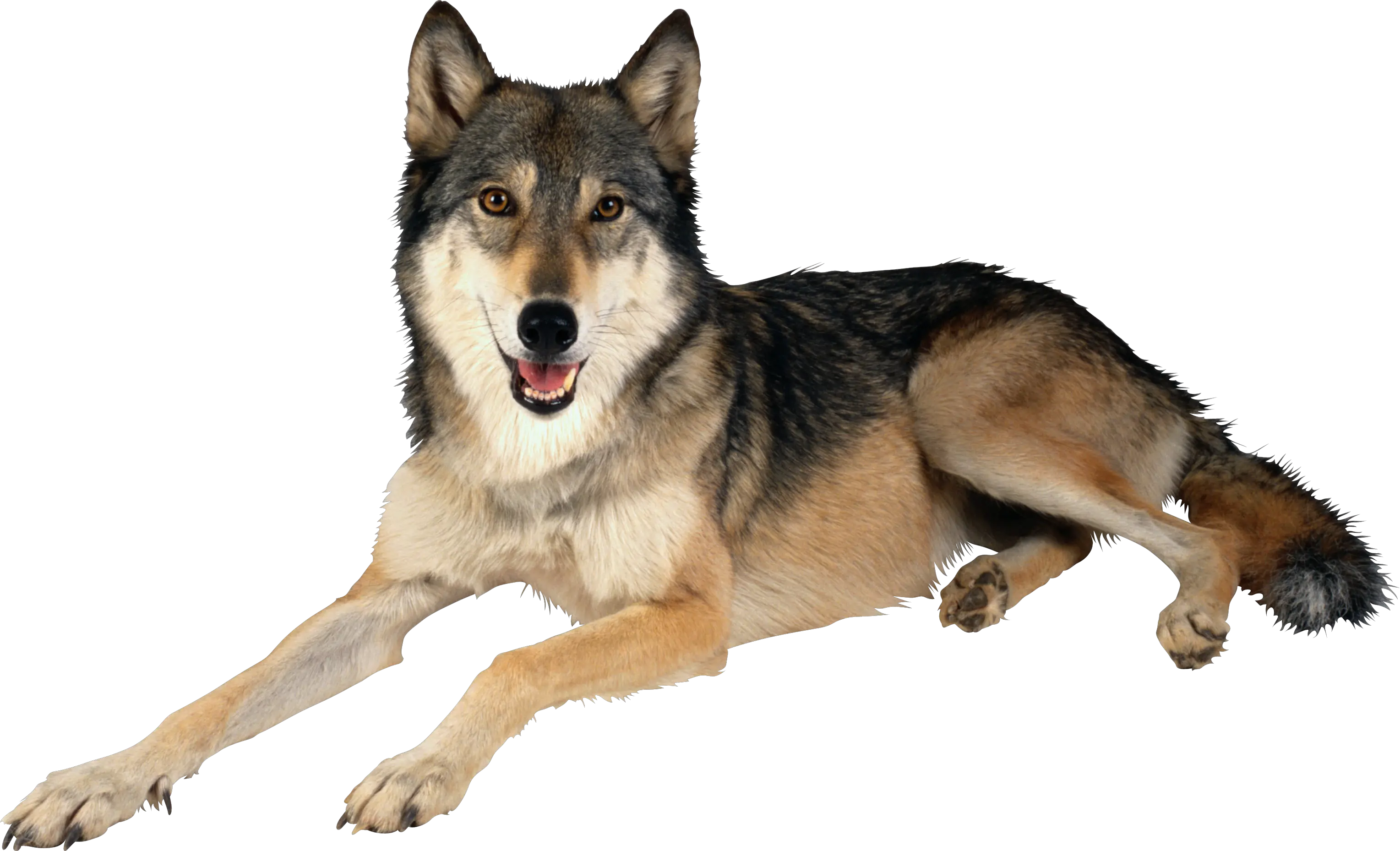 wolf png image