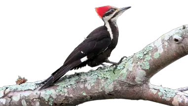 Woodpecker PNG