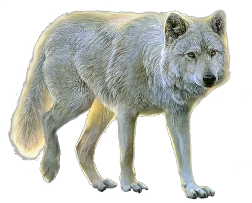 wolf png image picture download