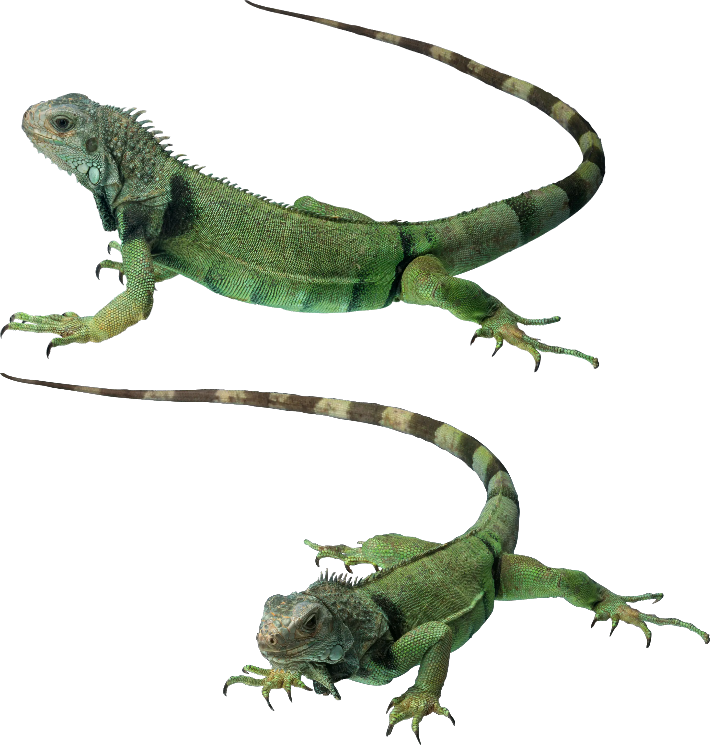 Gecko PNG