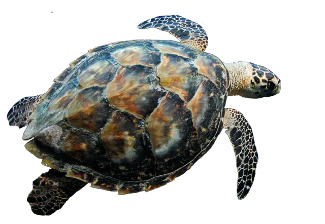 Turtle PNG