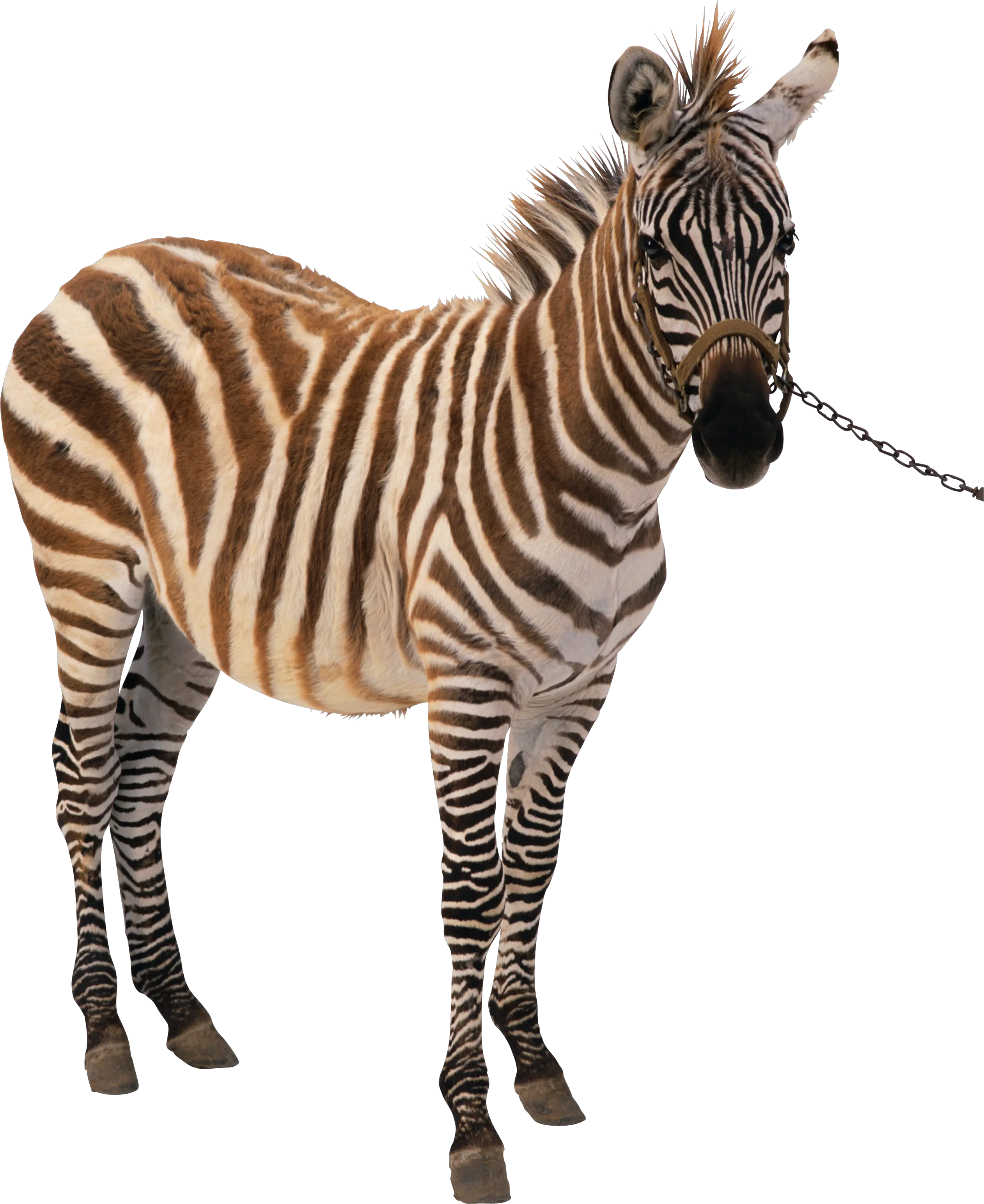 Zebra PNG image