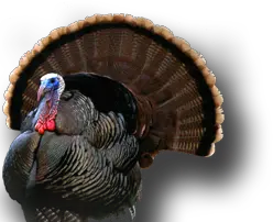 Turkey bird PNG