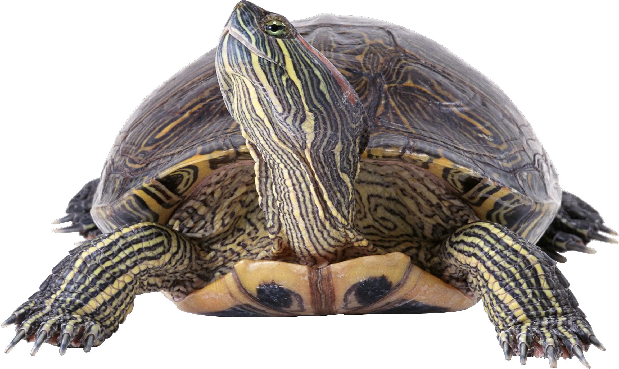 Turtle PNG