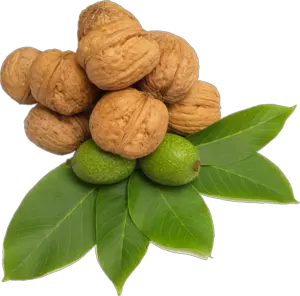 Walnut PNG