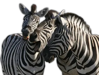 Zebra PNG image