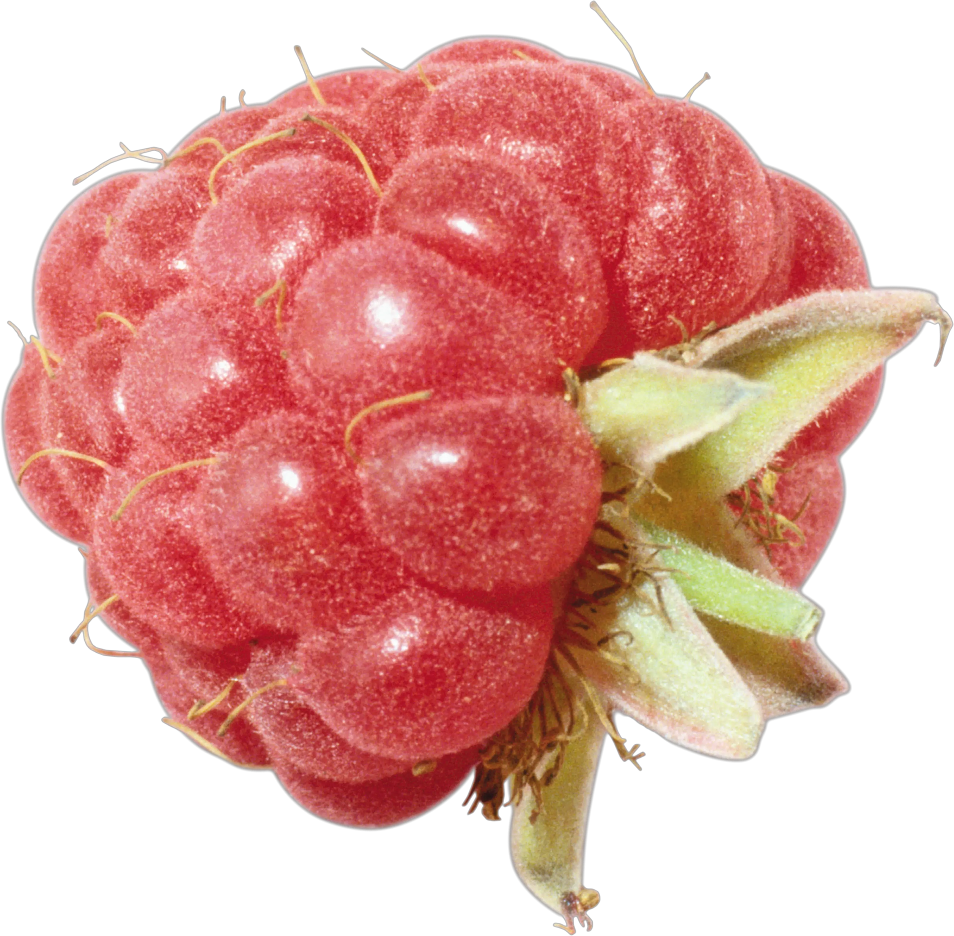 Rraspberry PNG image