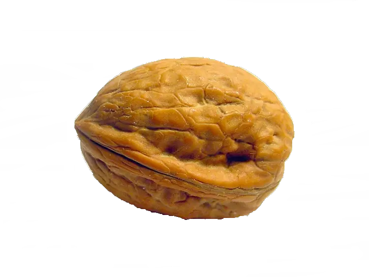 Walnut PNG