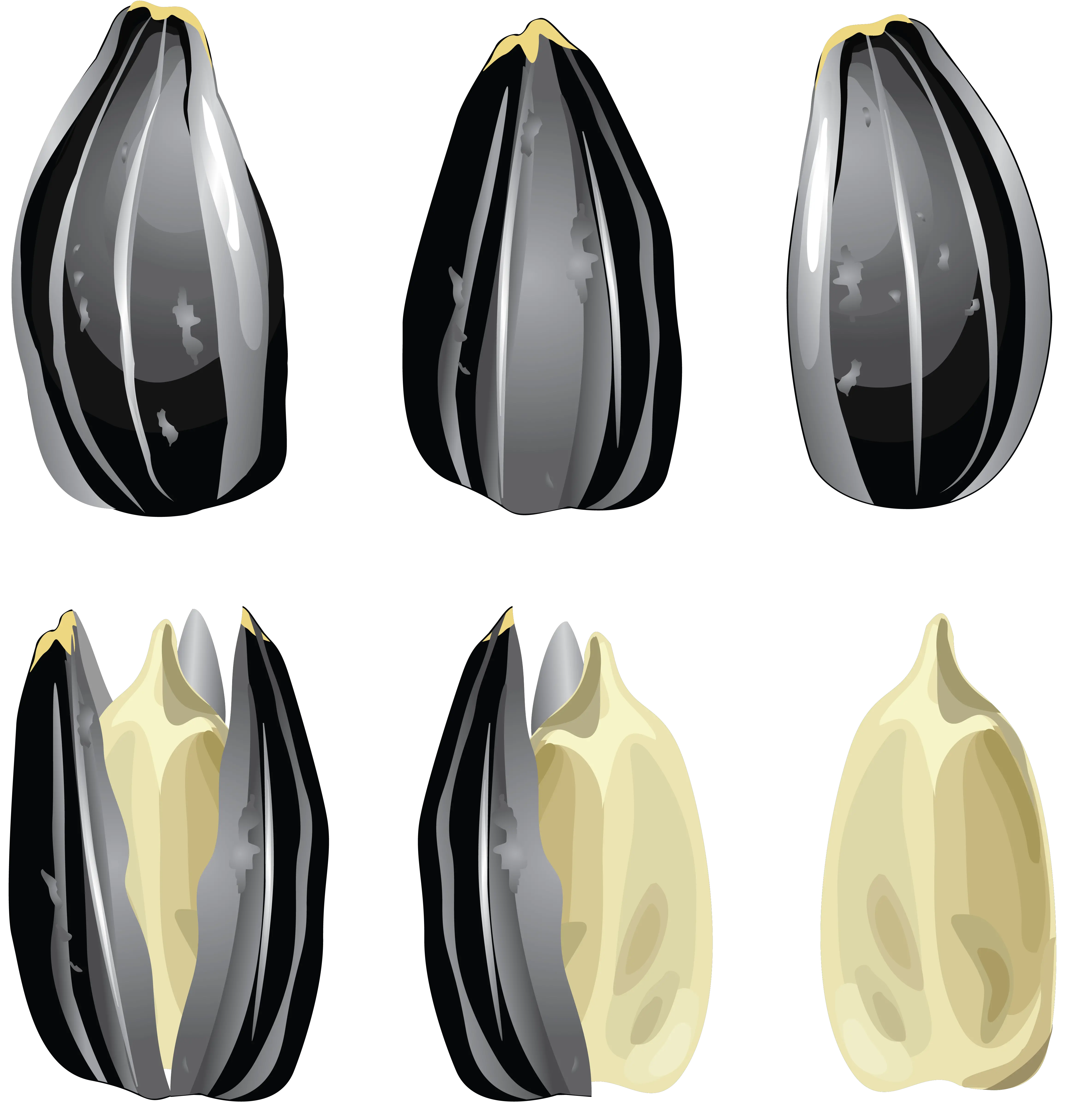 Sunflower seeds PNG