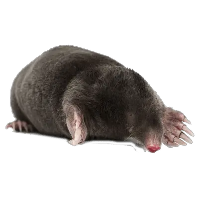 Mole PNG